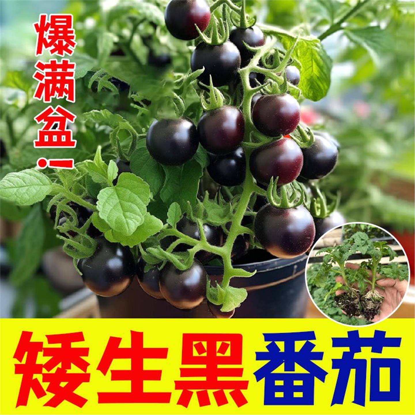 矮生黑番茄盆栽樱桃小秧苗