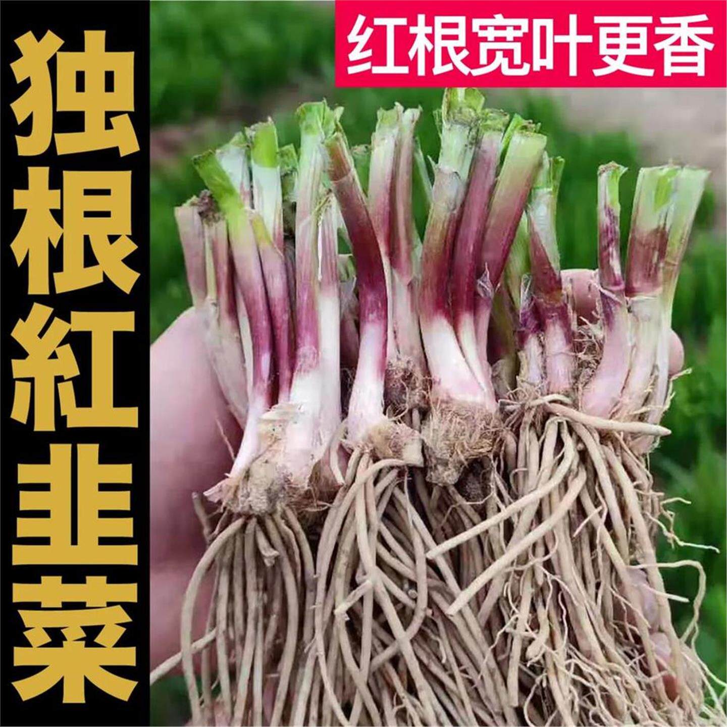 山东寿光当年新根宽叶紫韭