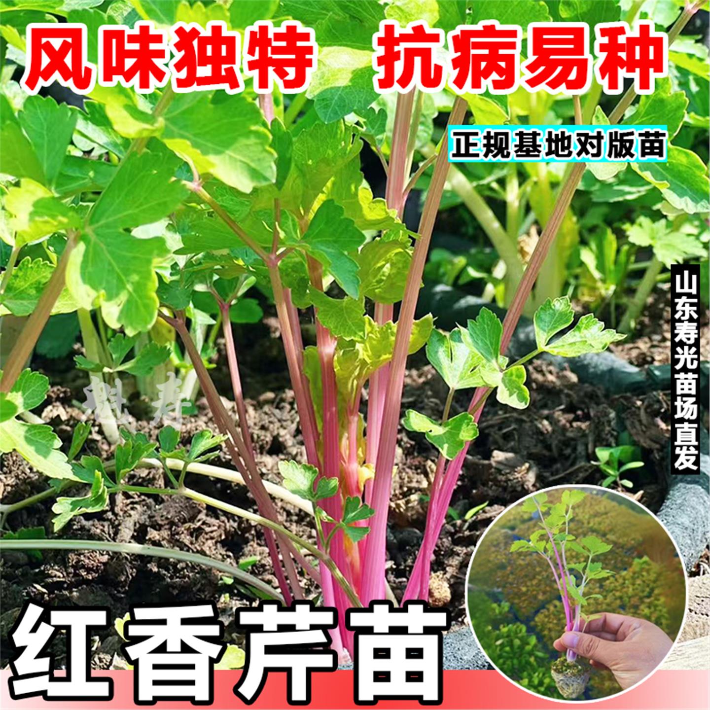 高铁红香芹苗秧带土发货四