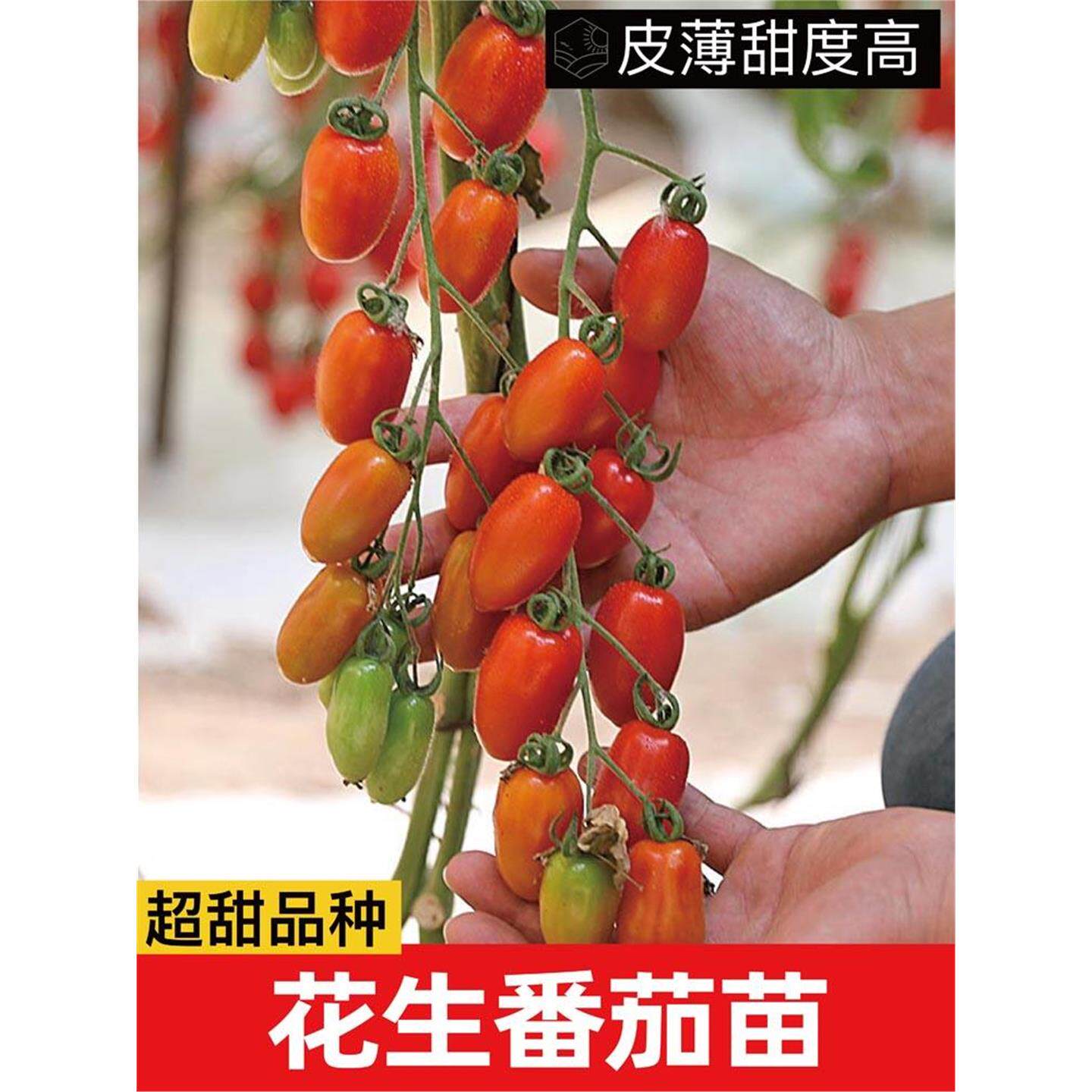 红黄花生樱桃番茄秧苗柿子种千禧丹东409小番茄种籽阳台盆栽采摘