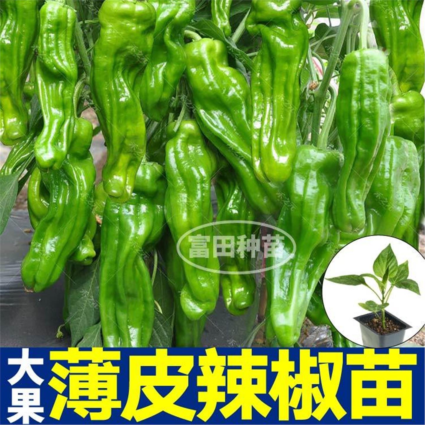 高产薄皮辣椒苗秧皱朝天螺