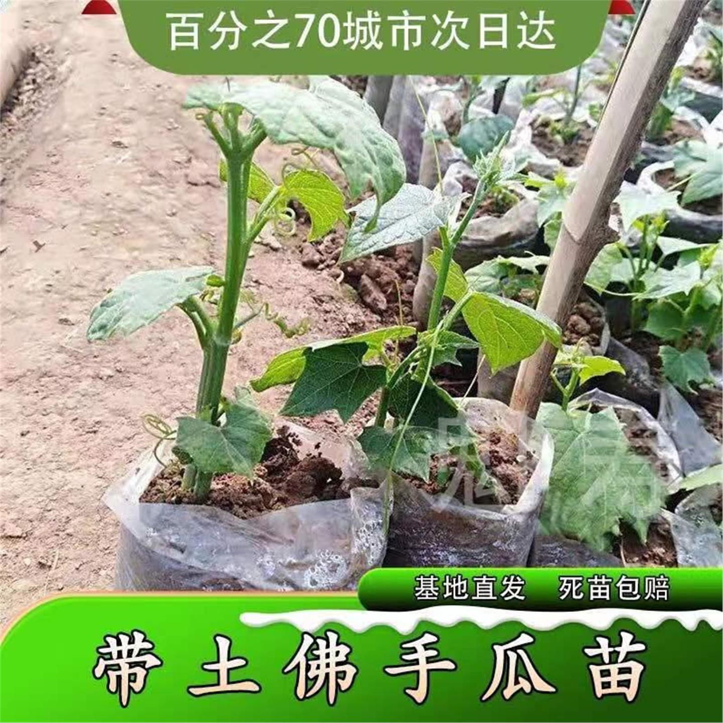 高产佛手瓜种苗春季夏植阳