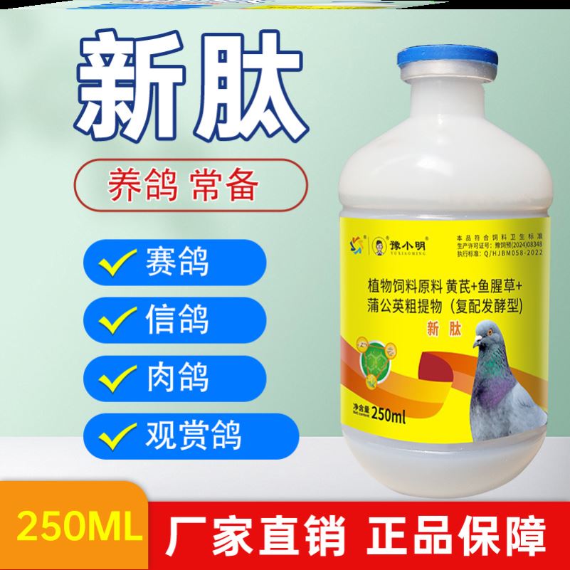新肽锁头炸毛嗦囊积食信鸽新肽养鸽鸽子新肽 正品鸽子歪头歪脖