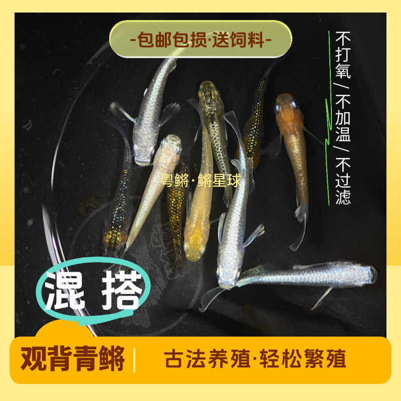 观背青鳉青鳉淡水易养活