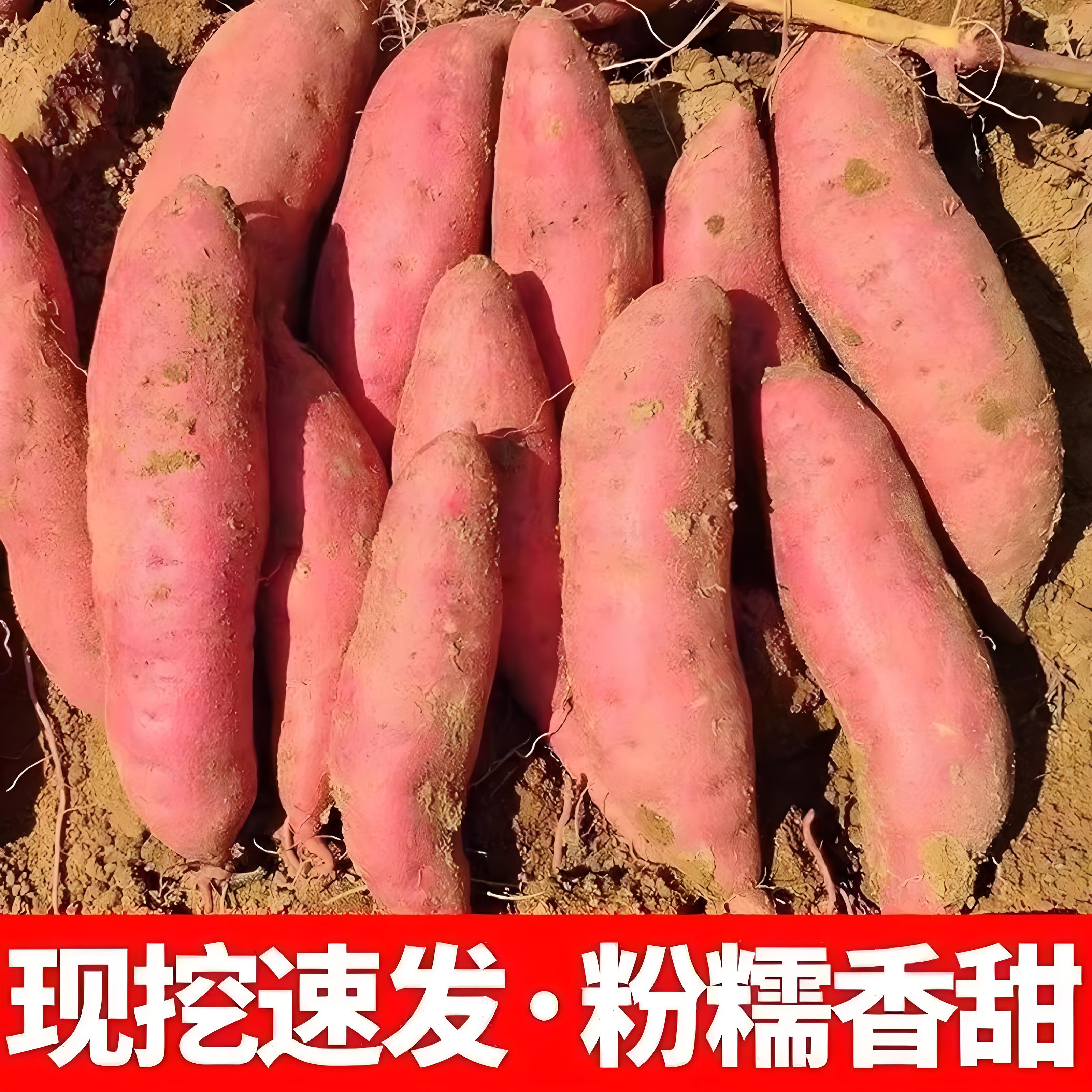 河南自种龙九蜜薯现挖现发板栗薯