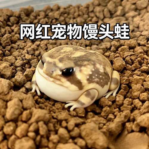 网红馒头蛙网红青蛙网红蛙网红蛙健康包活可视频挑选宠物蛙