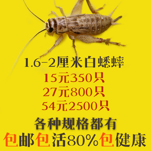 蛐蛐 蟋蟀 白蛐蛐 活体饲料 鱼鸟爬虫 活食活物 各种规格都有包邮