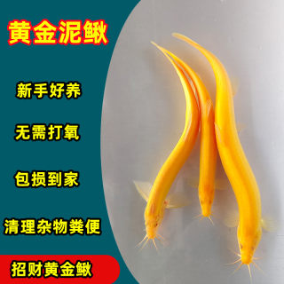 观赏黄金鳅小金龙泥鳅鲜活体冷淡水清洁练手鱼苗饲料清缸鱼清道夫