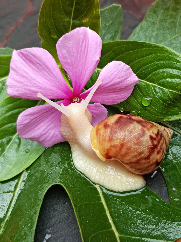 蜗牛宠物活体白玉大蜗牛饲料学生螺
