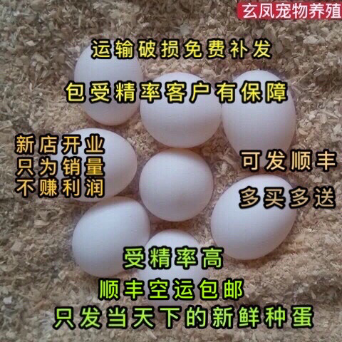 玄凤鹦鹉受精蛋种蛋鹦鹉鸟蛋种蛋可人工孵化种蛋黄化玄凤受精蛋,宠物/宠物食品及用品,鸟,淘宝优惠券,粉丝福利购,淘宝优惠卷