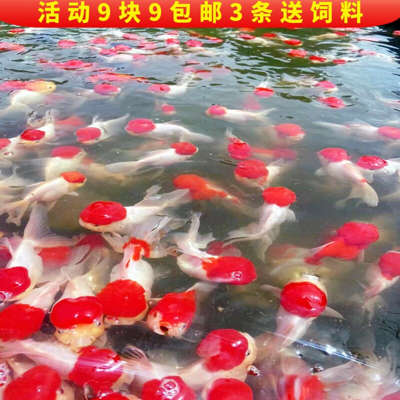 活体鱼观赏鱼冷水金鱼淡水鱼蝶尾锦鲤鸿运当头龙晶鱼红狮子头种鱼