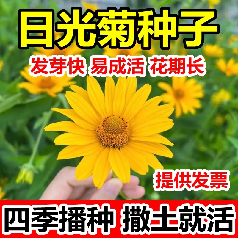 日光菊种子赛菊芋花种籽子多年生宿根草花种子庭院绿化观花草种孑
