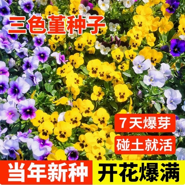 三色堇花籽盆栽角堇花种籽子秋冬季植物花种孑室内外花卉四季开花,鲜花速递/花卉仿真/绿植园艺,家庭园艺种子,淘宝优惠券,粉丝福利购,淘宝优惠卷