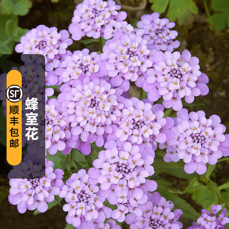 蜂室花种子100粒 iberis 芳香屈曲花种籽镜室外阳台盆栽春秋季播