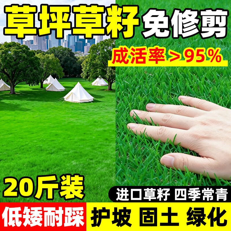 草坪草籽四季常青矮生地毯草皮籽护坡狗牙根马尼拉绿化黑麦草种子