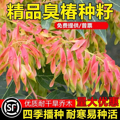 新采臭椿树林木种子红油香椿种子臭椿种子乔木护坡灌木造林树苗籽