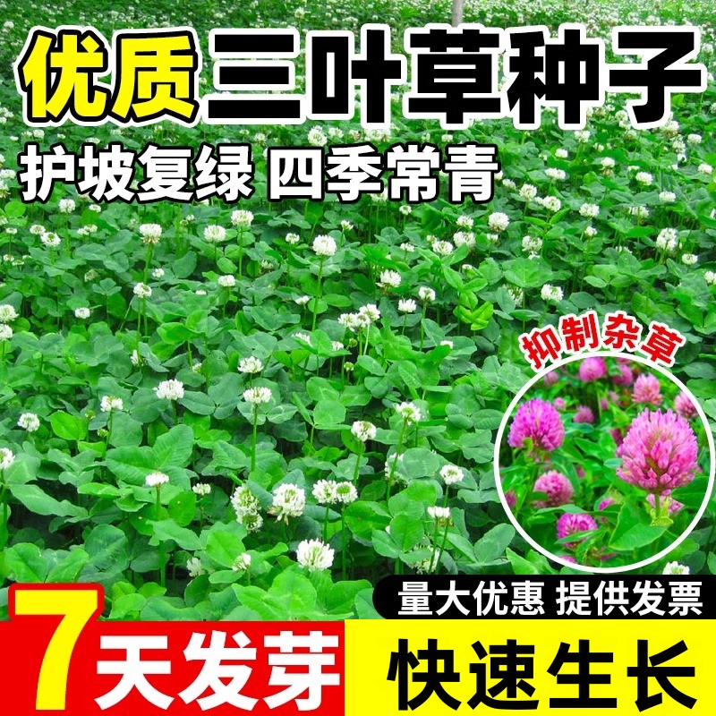 三叶草种子白三叶草籽红三叶草籽四季青草坪牧草果园绿肥四季播种