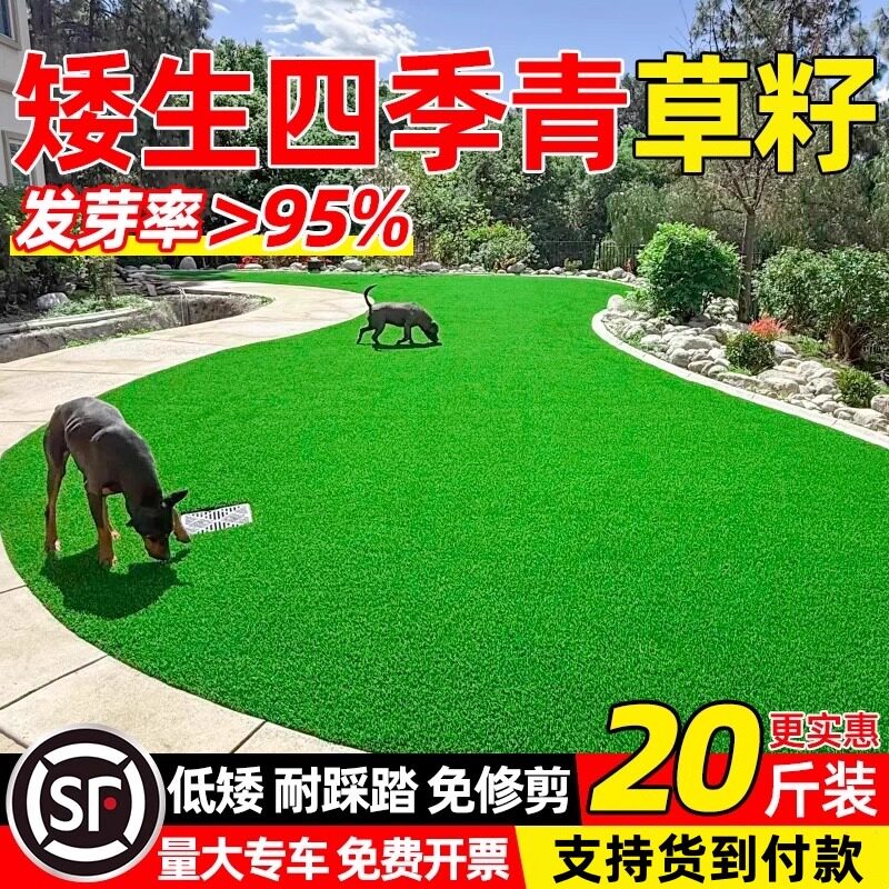 矮生草坪草籽四季青地毯草种子护坡狗牙根高羊茅多年生黑麦草种籽