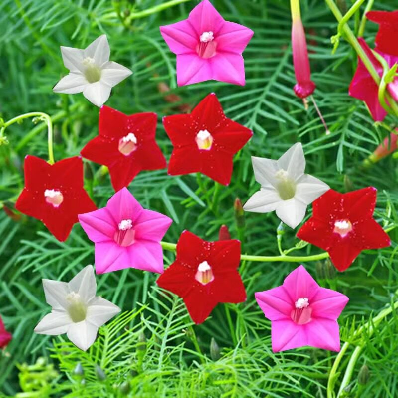 羽叶茑萝花种子庭院爬藤植物五角星花爬墙花盆栽阳台四季花卉种子