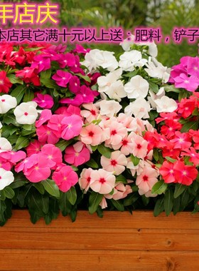 长春花种子日日春开花种籽易活四季播种庭院阳台盆栽耐热花卉