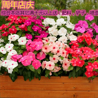 长春花种子日天开籽易活四