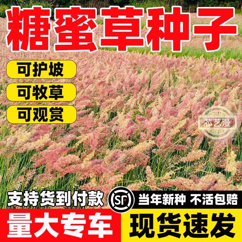 糖蜜草种子耐寒四季南北方种植牧草种籽护坡固土花园配景观赏草籽