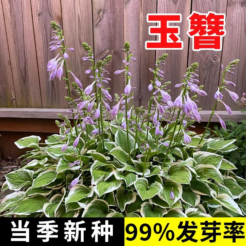 玉簪花籽多年生宿根草本花卉四季易活白萼白仙鹤花庭院盆栽种子孑