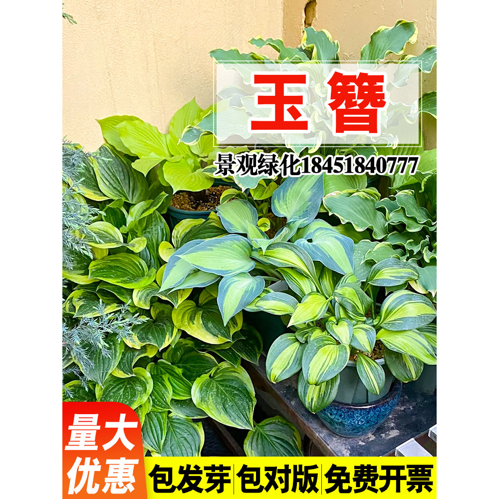 玉簪花籽多年生宿根草本花卉四季易活白萼白仙鹤花庭院盆栽种子孑