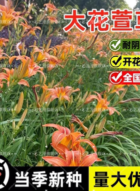 大花萱草种子金娃娃萱草种籽黄花萱草种盆栽花宿根阳台耐阴花种籽