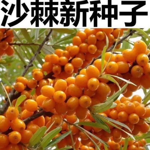 沙棘种子 大果沙棘种子 四季水果容易种 南方北方种植 沙棘树种子