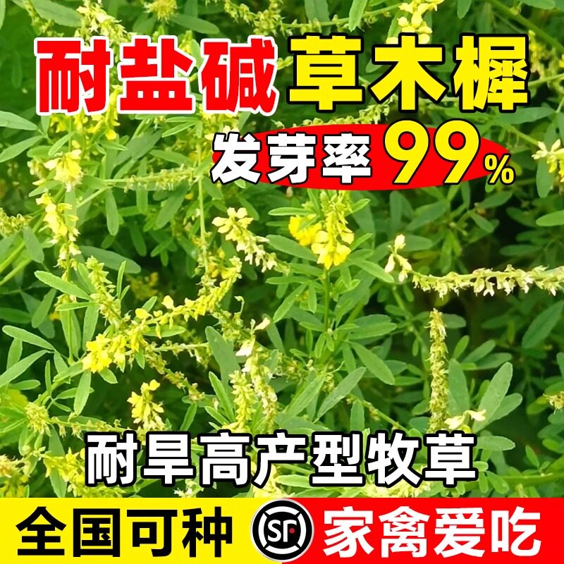 草木樨种子牧草种籽草木犀蜜源植物黄花草绿肥护坡耐寒耐贫瘠草籽