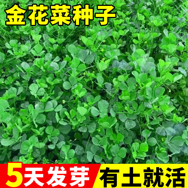 金花菜种子上海草头种籽蔬菜种子盆栽四季种植高产大叶黄花草头菜