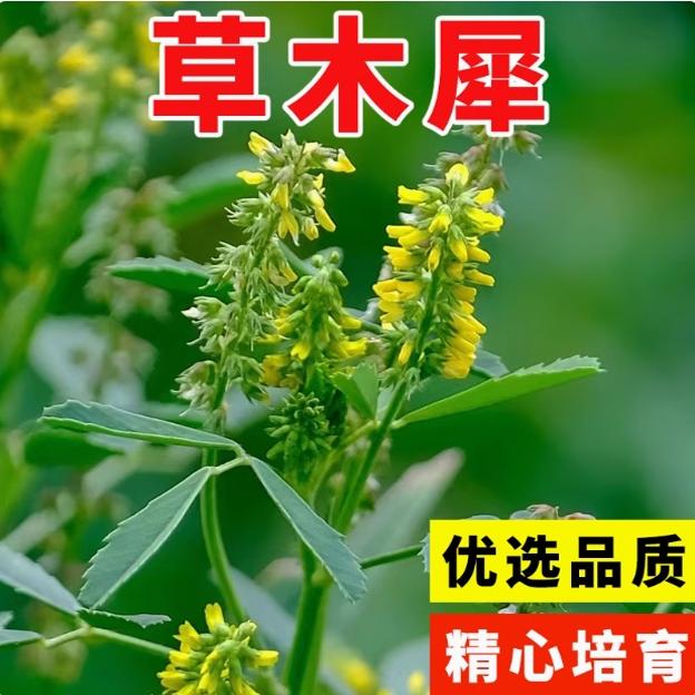 草木犀种子草木樨籽优质牧草种黄花臭苜蓿绿肥耐旱耐寒耐贫瘠蜜源