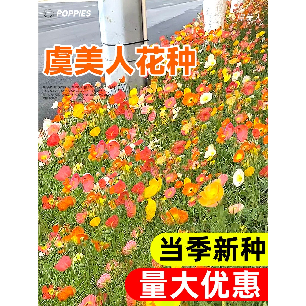 虞美人花种混色冰岛虞美人种子阳台庭院花种籽子四季播种