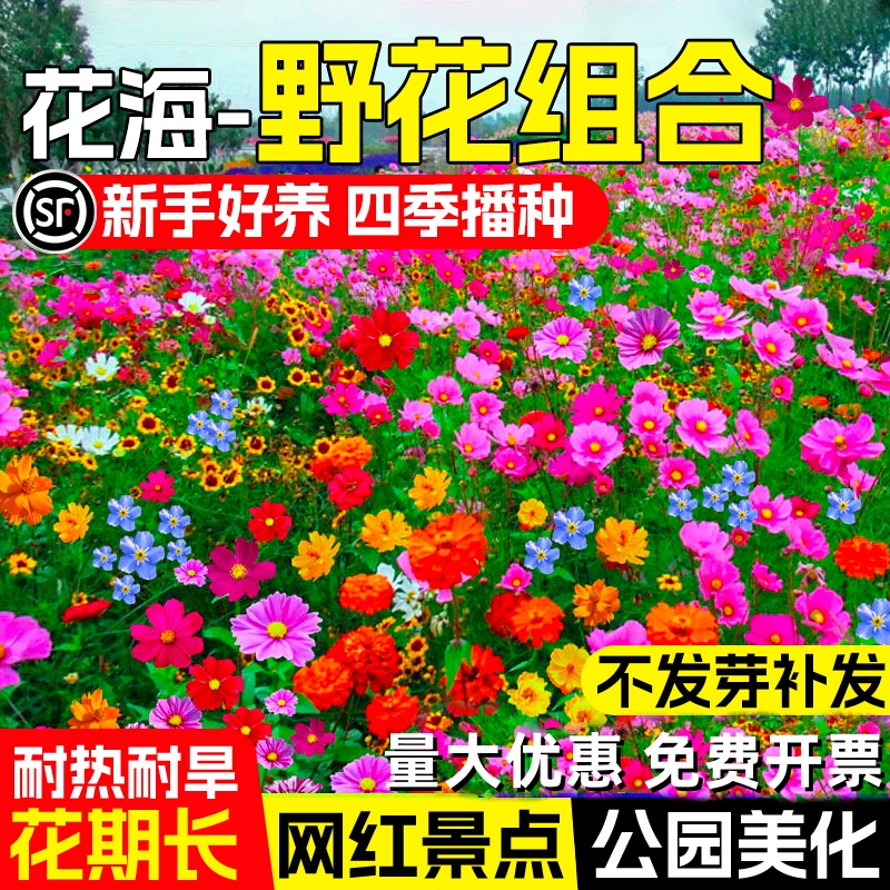 野花组合花种子室外波斯菊花种籽子四季播种开花庭院格桑花种大全