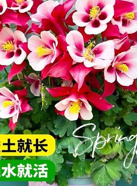 耧斗菜花种子重瓣猫爪花四季播种开花易活阳台室内盆栽苗花卉种孑