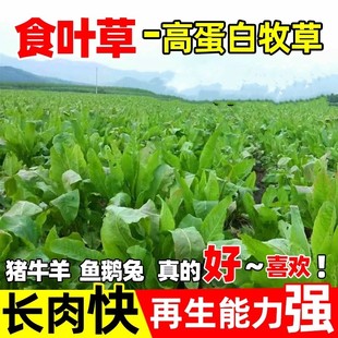 食叶草种子高蛋白耐寒牧草种子进口草籽喂牛羊猪鸡鸭鹅鱼食用草种