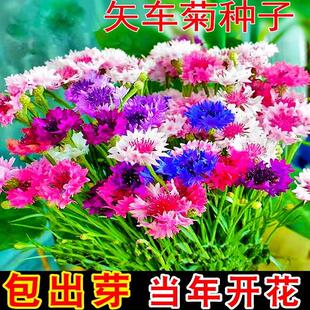 矢车菊花种子四季播种开花耐寒绿化室外庭院盆栽蓝宝石花卉种籽孑