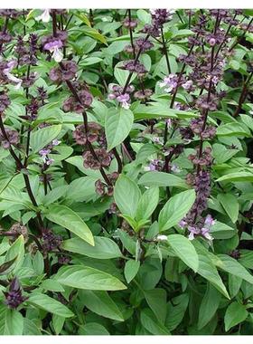 丁香罗勒种籽食用芳香九层塔金不换兰香种子西餐调料香草盆栽庭院