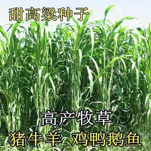 甜高梁种子饲用甜高粱牧草种多年生畜牧养殖四季再生甜高粱杆种籽