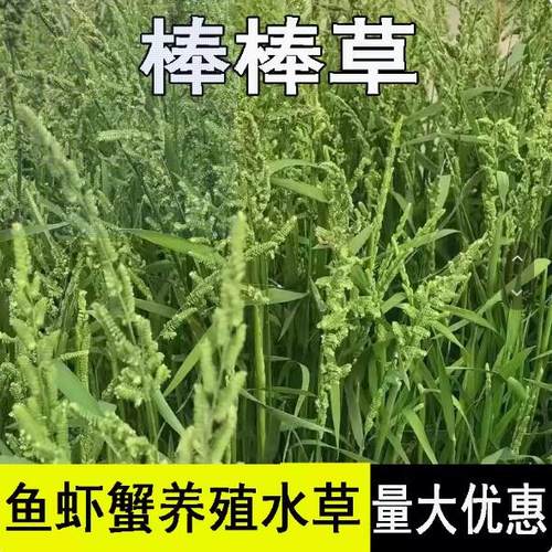 棒棒草籽种子小龙虾养殖草种稻田种植水草种子水稗草籽挺水草种籽