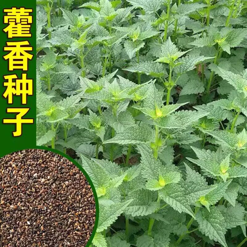 藿香种子药材新产籽可食用图片