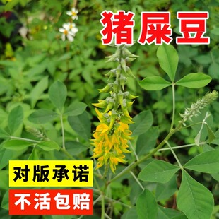 猪屎豆护坡灌木种子胡枝子紫穗槐多花木兰荆条刺槐银合欢复绿种籽