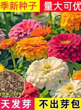 百日草种子花种籽子七彩重瓣百日菊四季播种开花庭院外种见土就活