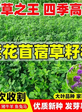 紫花苜蓿草种籽多年生牧草种子四季养殖喂羊牛鸡鸭鹅草鱼牧草种籽
