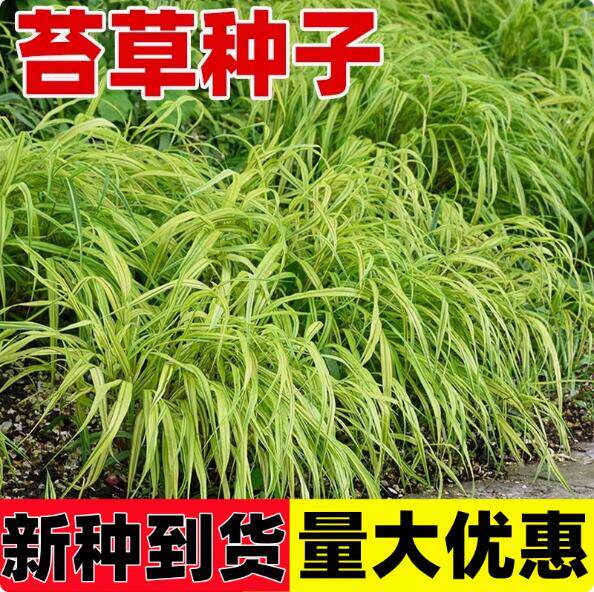 苔草种子四季常青草种籽青绿薹草多年生长寿草崂峪苔草庭院易活苗