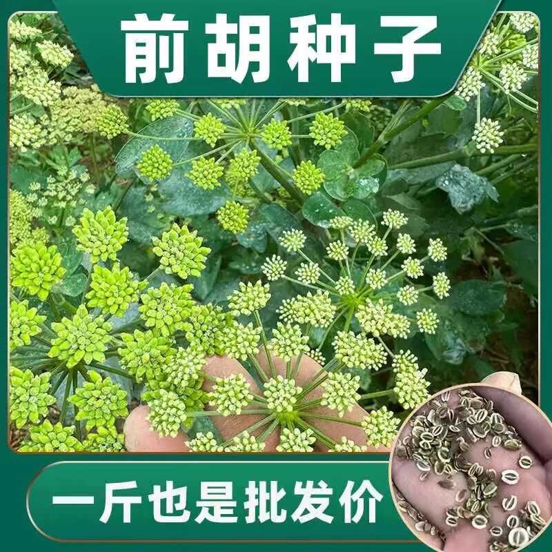 前胡种子新采摘白花包发芽发芽率高宁国白花前胡种籽中药材种子