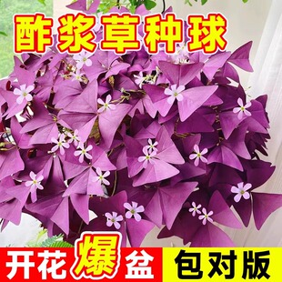 紫叶酢浆草种球幸运草多年生盆栽紫蝴蝶花卉紫色浆草炸酱草种子