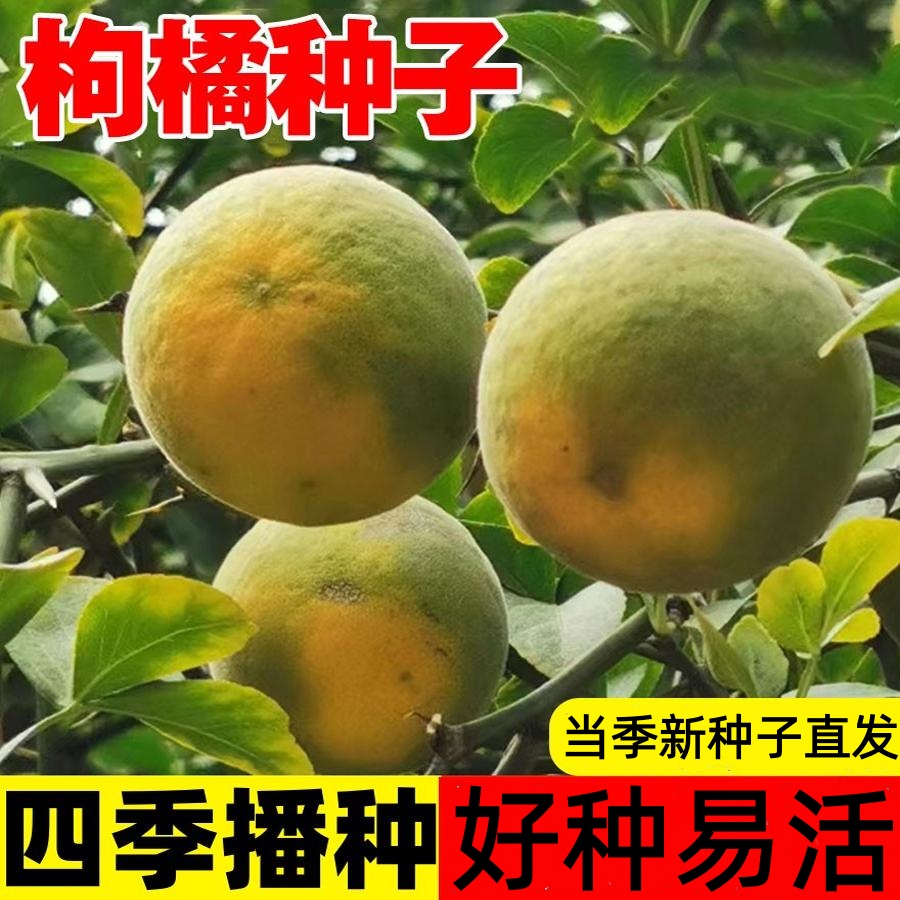 新采枸橘种子枳壳种子枸桔红橘橘子柑橘香橙脐橙籽嫁接砧木树种子