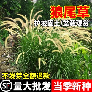 狼尾草种子紫穗狼尾草籽公园阳台观赏盆栽道路边坡河堤绿化草籽孑